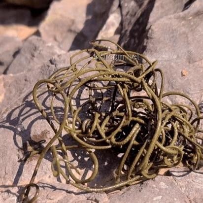 网络热传生物鉴定54：揭秘生物世界的奇妙与误区